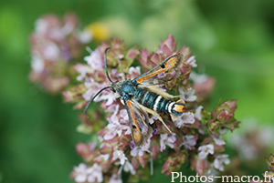 Pyropteron chrysidiformis